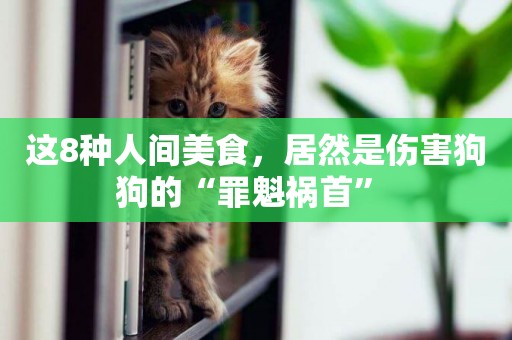 這8種人間美食，居然是傷害狗狗的“罪魁禍首” 