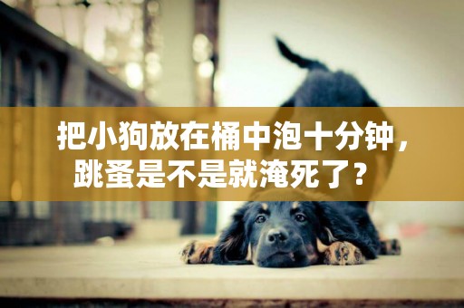 把小狗放在桶中泡十分鐘，跳蚤是不是就淹死了？ 