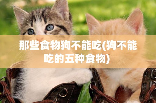 那些食物狗不能吃(狗不能吃的五種食物) 