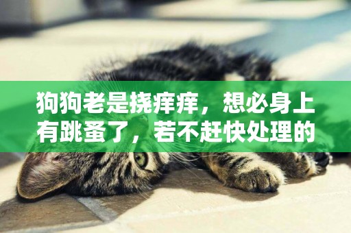 狗狗老是撓癢癢，想必身上有跳蚤了，若不趕快處理的話會更難纏 