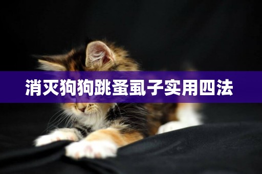 消滅狗狗跳蚤虱子實用四法 