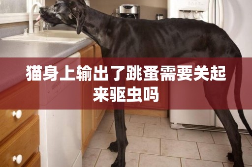 貓身上輸出了跳蚤需要關起來驅蟲嗎