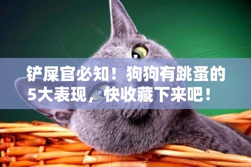 鏟屎官必知！狗狗有跳蚤的5大表現，快收藏下來吧！ 