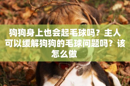 狗狗身上也會起毛球嗎？主人可以緩解狗狗的毛球問題嗎？該怎么做 