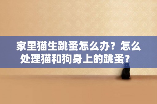 家里貓生跳蚤怎么辦？怎么處理貓和狗身上的跳蚤？ 