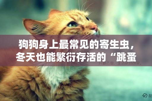 狗狗身上最常見的寄生蟲，冬天也能繁衍存活的“跳蚤”+測試方法 