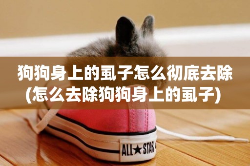 狗狗身上的虱子怎么徹底去除(怎么去除狗狗身上的虱子) 
