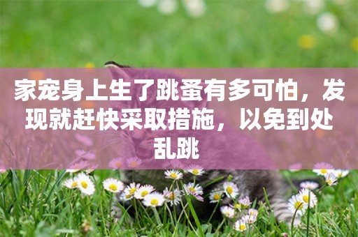 家寵身上生了跳蚤有多可怕，發現就趕快采取措施，以免到處亂跳 