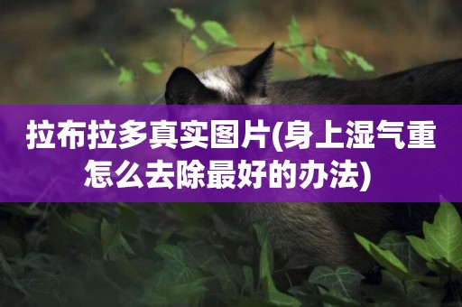 拉布拉多真實圖片(身上濕氣重怎么去除最好的辦法) 