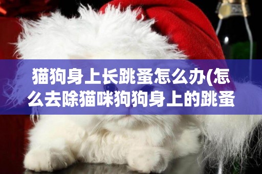 貓狗身上長跳蚤怎么辦(怎么去除貓咪狗狗身上的跳蚤虱子蟲) 