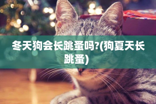 冬天狗會長跳蚤嗎?(狗夏天長跳蚤) 