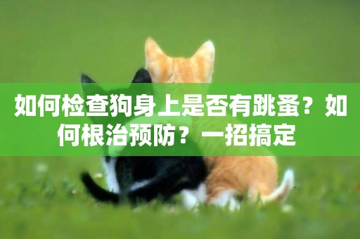 如何檢查狗身上是否有跳蚤？如何根治預防？一招搞定 