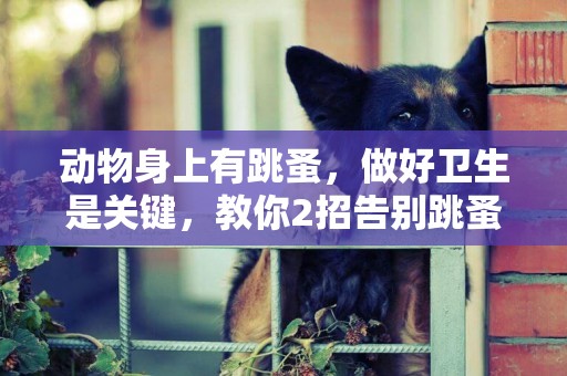 動物身上有跳蚤，做好衛生是關鍵，教你2招告別跳蚤 
