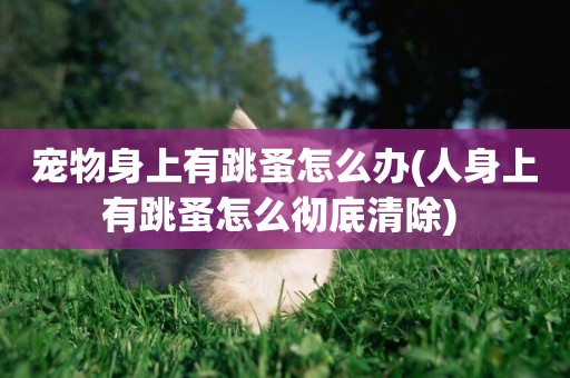 寵物身上有跳蚤怎么辦(人身上有跳蚤怎么徹底清除) 
