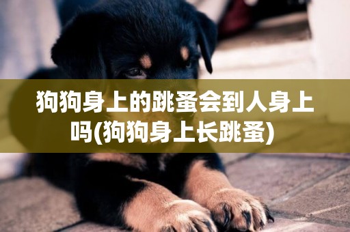 狗狗身上的跳蚤會到人身上嗎(狗狗身上長跳蚤) 