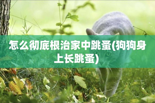 怎么徹底根治家中跳蚤(狗狗身上長跳蚤) 
