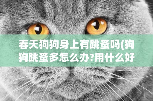 春天狗狗身上有跳蚤嗎(狗狗跳蚤多怎么辦?用什么好) 
