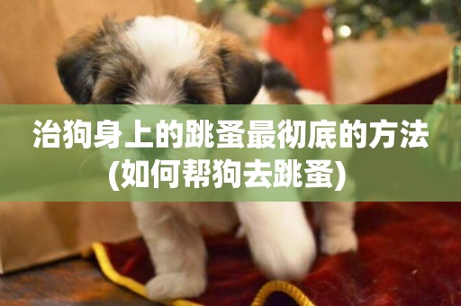 治狗身上的跳蚤最徹底的方法(如何幫狗去跳蚤) 
