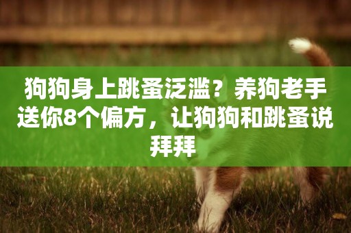 狗狗身上跳蚤泛濫？養狗老手送你8個偏方，讓狗狗和跳蚤說拜拜 