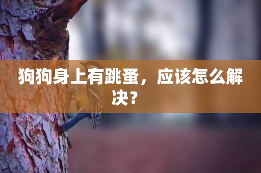 狗狗身上有跳蚤，應該怎么解決？ 