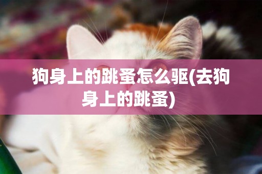 狗身上的跳蚤怎么驅(去狗身上的跳蚤) 