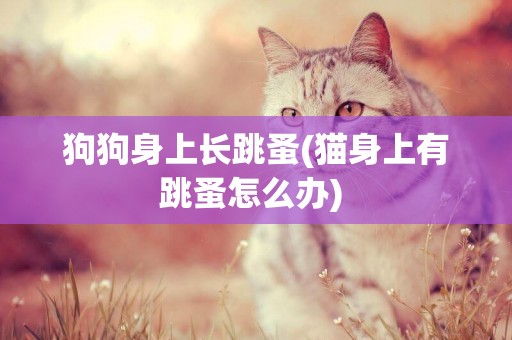 狗狗身上長跳蚤(貓身上有跳蚤怎么辦) 