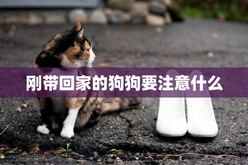 剛帶回家的狗狗要注意什么