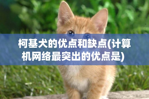 柯基犬的優點和缺點(計算機網絡最突出的優點是) 