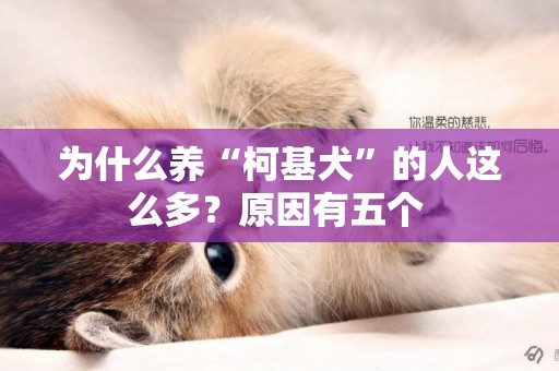 為什么養“柯基犬”的人這么多？原因有五個 