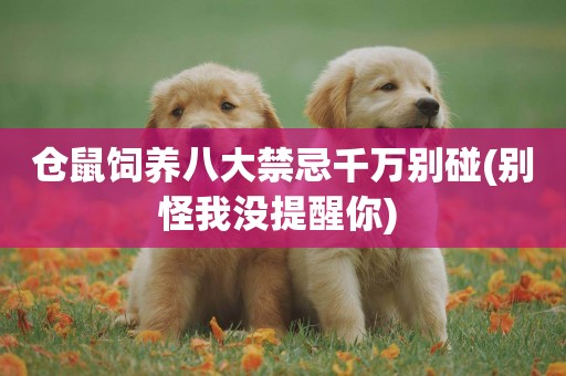 倉鼠飼養八大禁忌千萬別碰(別怪我沒提醒你) 