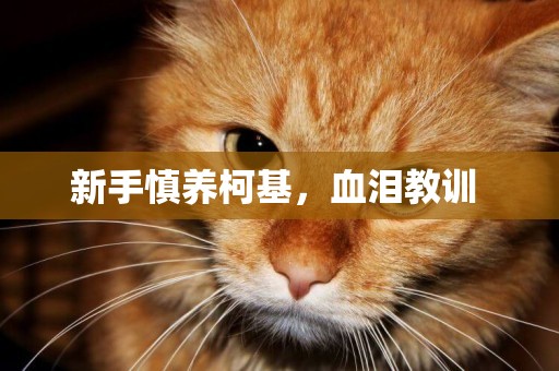 新手慎養柯基，血淚教訓 