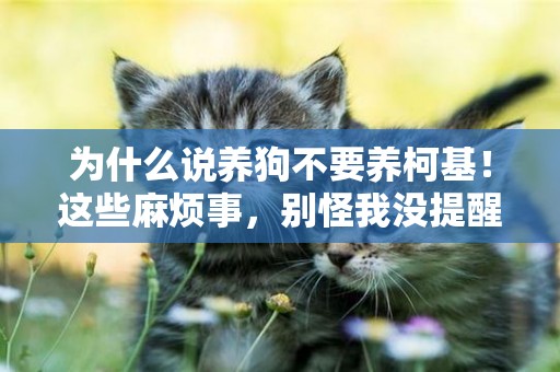 為什么說養狗不要養柯基！這些麻煩事，別怪我沒提醒你 