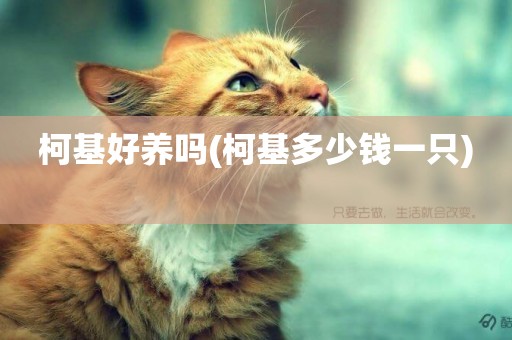 柯基好養嗎(柯基多少錢一只) 