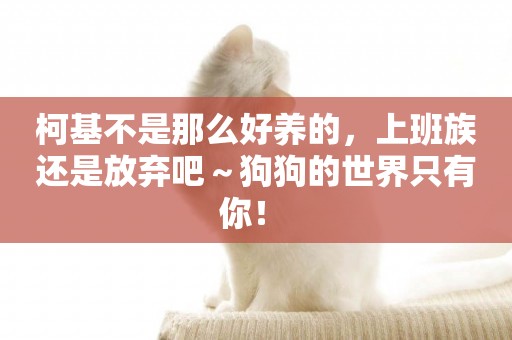 柯基不是那么好養的，上班族還是放棄吧～狗狗的世界只有你！ 