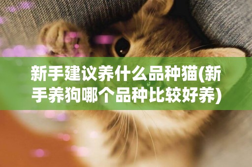 新手建議養什么品種貓(新手養狗哪個品種比較好養) 