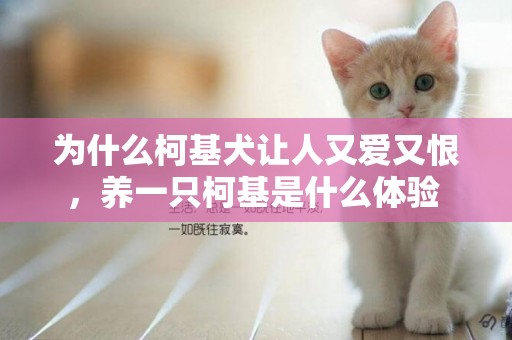 為什么柯基犬讓人又愛又恨，養一只柯基是什么體驗 