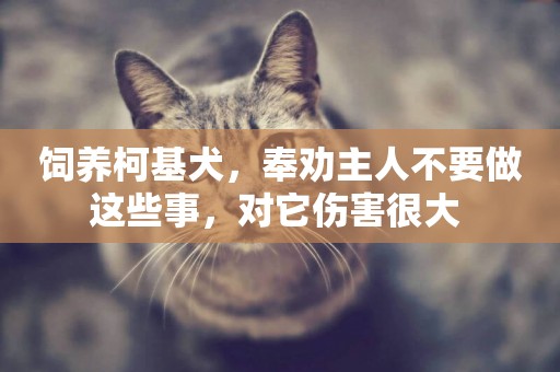飼養柯基犬，奉勸主人不要做這些事，對它傷害很大 