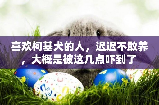 喜歡柯基犬的人，遲遲不敢養，大概是被這幾點嚇到了 