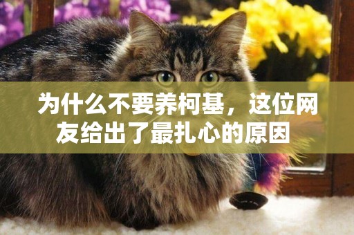 為什么不要養柯基，這位網友給出了最扎心的原因 