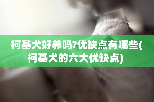柯基犬好養嗎?優缺點有哪些(柯基犬的六大優缺點) 