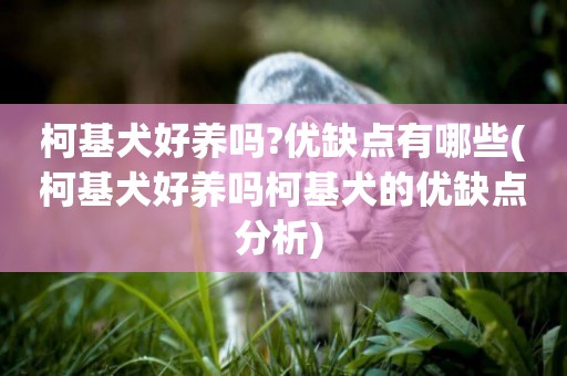 柯基犬好養嗎?優缺點有哪些(柯基犬好養嗎柯基犬的優缺點分析) 