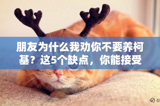 朋友為什么我勸你不要養柯基？這5個缺點，你能接受嗎？ 