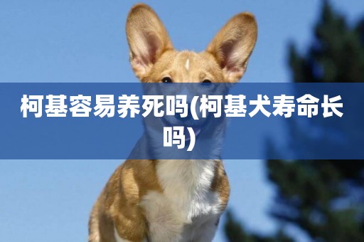柯基容易養死嗎(柯基犬壽命長嗎) 