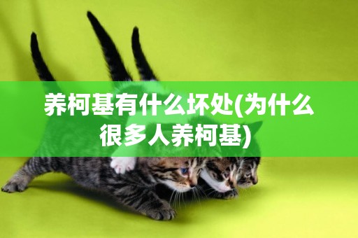 養柯基有什么壞處(為什么很多人養柯基) 