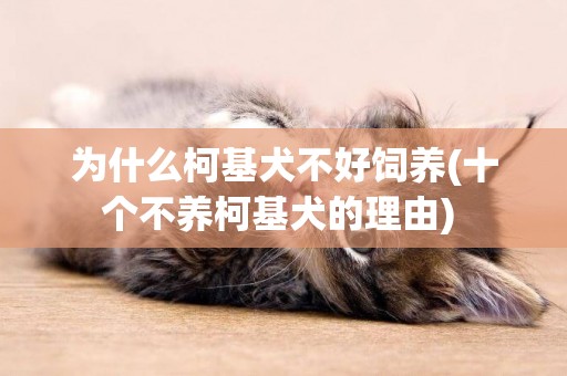 為什么柯基犬不好飼養(十個不養柯基犬的理由) 