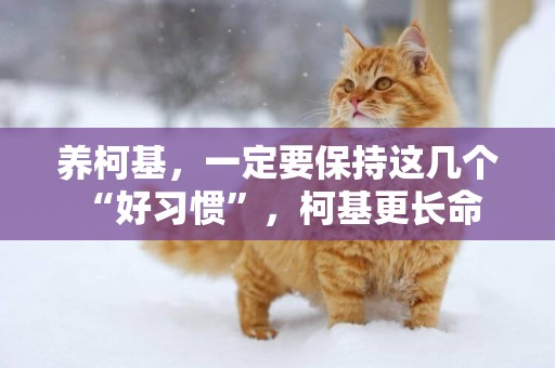 養柯基，一定要保持這幾個“好習慣”，柯基更長命 