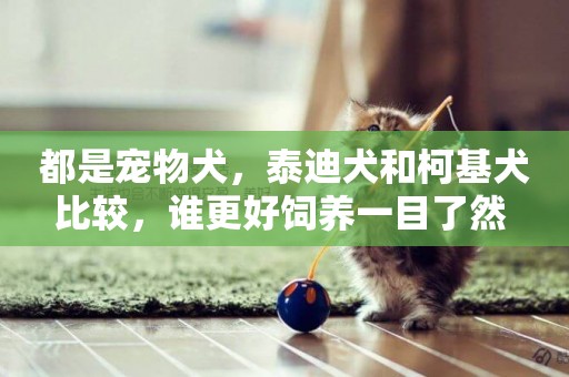 都是寵物犬，泰迪犬和柯基犬比較，誰更好飼養一目了然 