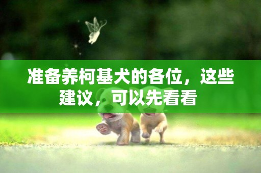 準備養柯基犬的各位，這些建議，可以先看看 