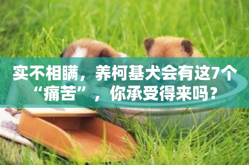 實不相瞞，養柯基犬會有這7個“痛苦”，你承受得來嗎？ 