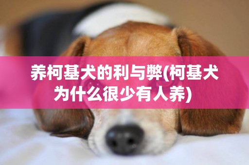 養柯基犬的利與弊(柯基犬為什么很少有人養) 